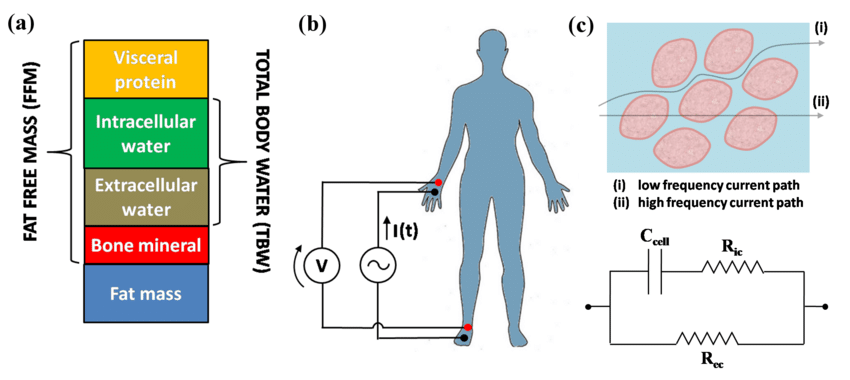 Bioelectrical Impedance Analysis BIA principle of work