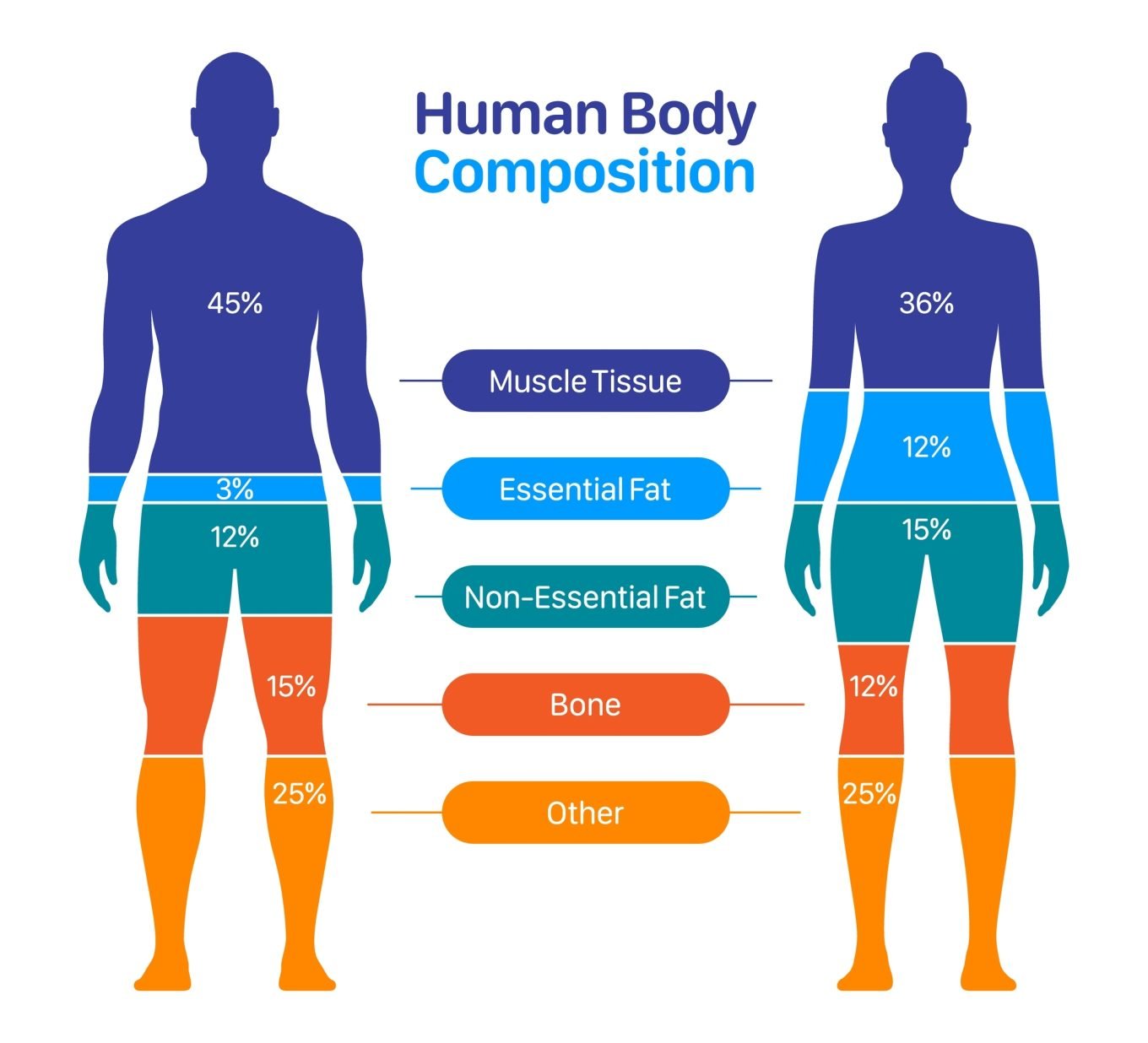 A graphic titled "Human Body Composition" shows two figures, one male, one female. Each figure divided into color-coded sections to show their percentage muscle tissue, essential fat, non-essential fat, bone, and other tissue. 