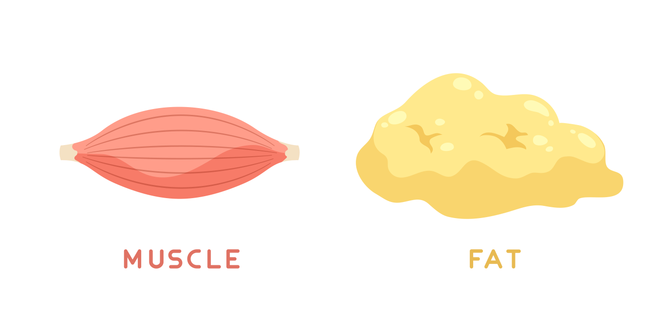 Fat vs. muscle: A hand-drawn, fibrous pink muscle tissue is labelled "muscle" next to a yellow, globular fat tissue labelled "fat". 